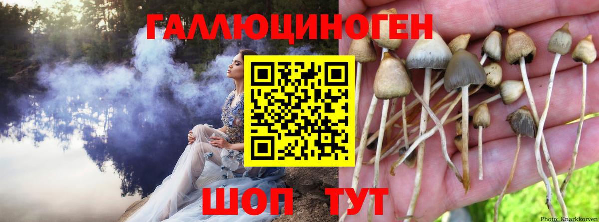 Галлюциногенные грибы Psilocybine cubensis  закладка  Электросталь  Вход с VPN 